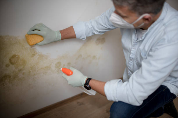Best Toxic Mold Removal  in Shougal, WA