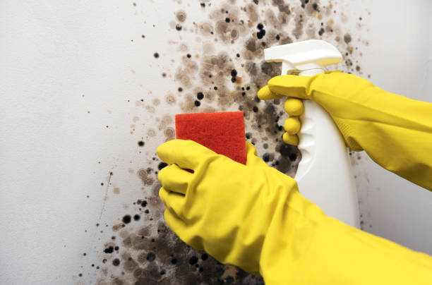 Professional Mold Removal in Washougal, WA