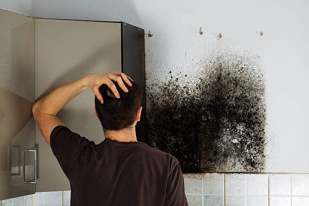 Best Local Mold Removal Service  in Shougal, WA
