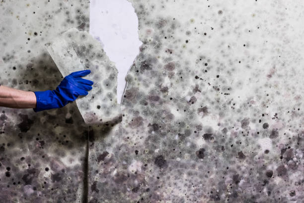Best Best Mold Removal Companies  in Shougal, WA